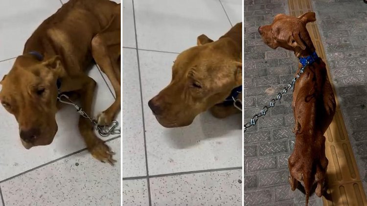 Cachorro desnutrido é salvo de maus-tratos no Piauí.