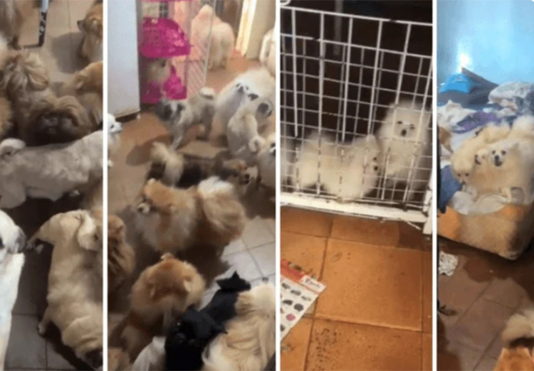 Mau cheiro e desnutrição: PM resgata mais de 70 cães em situação de maus-tratos