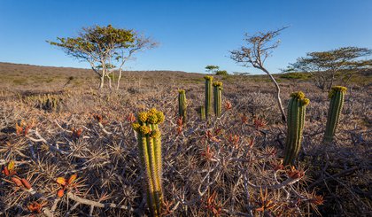 Parceria histórica: R$ 100 milhões em investimentos para a preservação da caatinga. (Foto: Gerado por IA) Parceria histórica: R$ 100 milhões em investimentos para a preservação da caatinga. (Foto: Gerado por IA)
