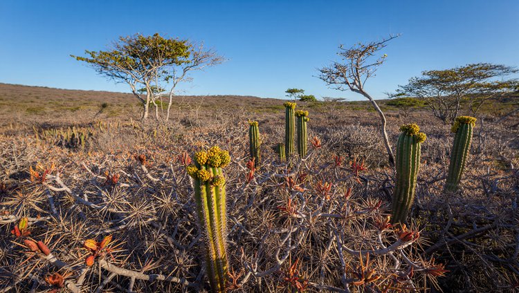 Parceria histórica: R$ 100 milhões em investimentos para a preservação da caatinga.