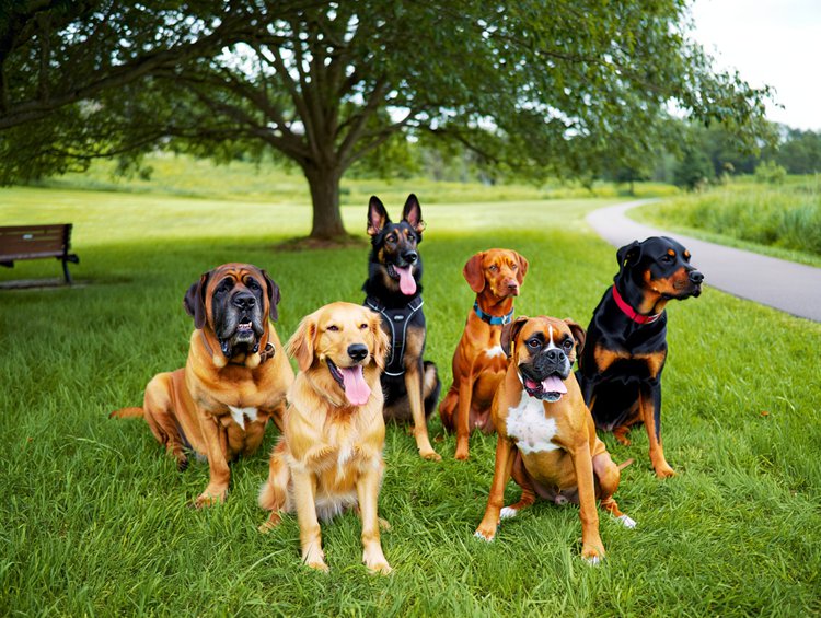 Pesquisadores revelam raças caninas com maior risco de câncer agressivo.