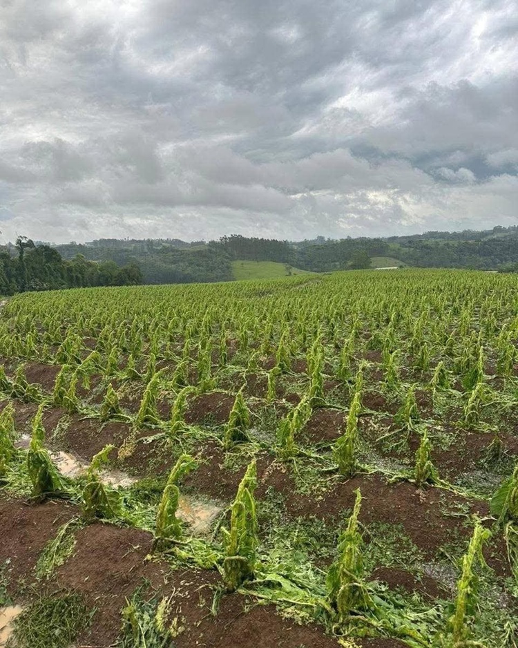 Roças de fumo ficaram completamente destruídas após chuva de granizo em SC.