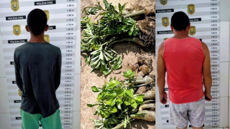 Suspeitos são detidos por furto de 50 rosas do deserto.