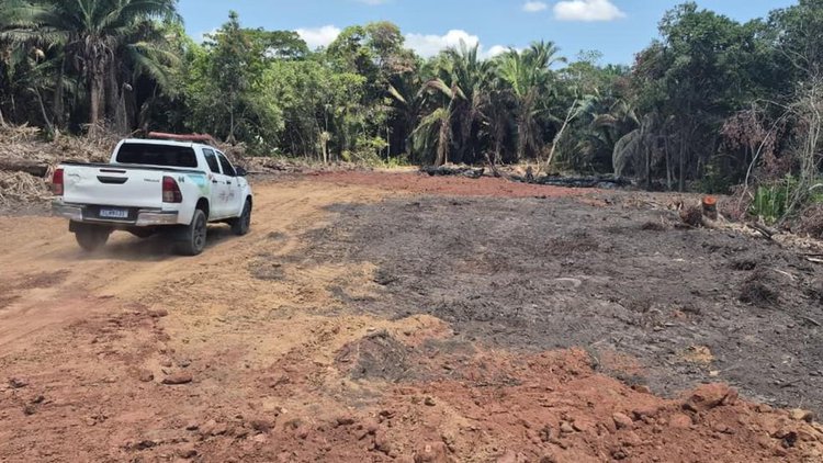 Fiscais descobrem desmatamento ilegal em Teresina.
