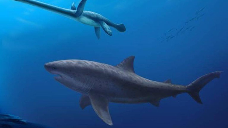 Fóssil de lamniforme de 115 milhões de anos revela origem precoce dos tubarões gigantes