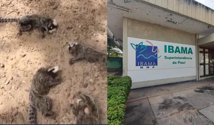 Ibama investiga morte de macacos-saguis em Buriti dos Lopes. (Foto: Reprodução/TV Clube) Ibama investiga morte de macacos-saguis em Buriti dos Lopes. (Foto: Reprodução/TV Clube)