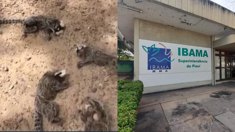 Ibama investiga morte de macacos-saguis em Buriti dos Lopes.