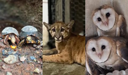 Mais de 360 animais silvestres foram resgatados no PI em 2025; saiba como denunciar e ajudar a combater o tráfico (Foto: Divulgação) Mais de 360 animais silvestres foram resgatados no PI em 2025; saiba como denunciar e ajudar a combater o tráfico (Foto: Divulgação)