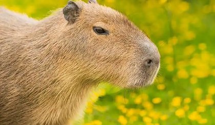 Mulher é atacada por capivara em Florianópolis; prefeitura reforça cuidados e convivência segura. (Foto: Reprodução) Mulher é atacada por capivara em Florianópolis; prefeitura reforça cuidados e convivência segura. (Foto: Reprodução)