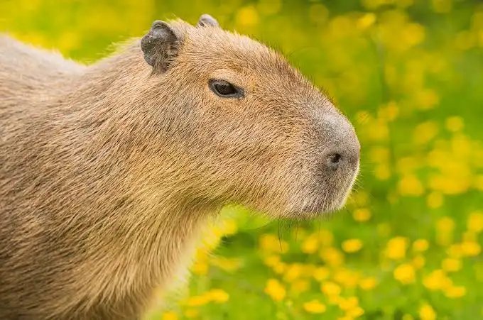 Mulher é atacada por capivara em Florianópolis; prefeitura reforça cuidados e convivência segura.