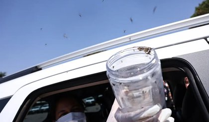 Técnica com mosquitos estéreis combate dengue em territórios indígenas (Foto: Marcelo Camargo/Agência Brasil) Técnica com mosquitos estéreis combate dengue em territórios indígenas (Foto: Marcelo Camargo/Agência Brasil)