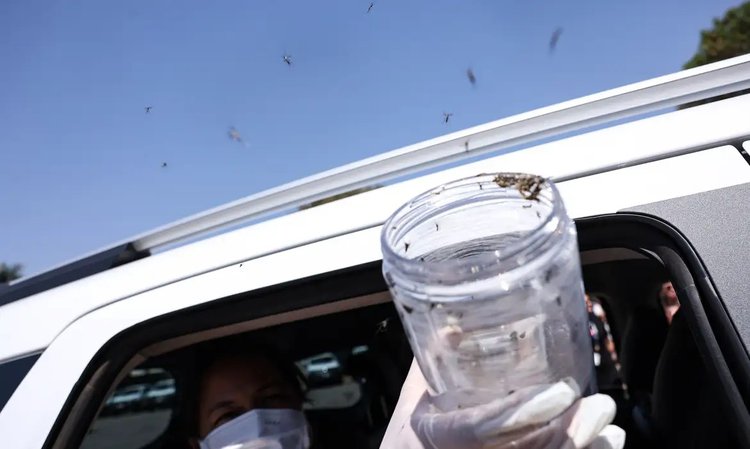 Técnica com mosquitos estéreis combate dengue em territórios indígenas