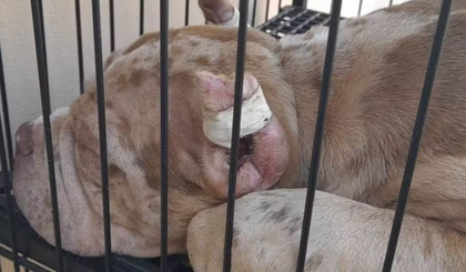 Cachorros foram encontrados com orelhas mutiladas no canil clandestino (Foto: Divulgação) Cachorros foram encontrados com orelhas mutiladas no canil clandestino (Foto: Divulgação)