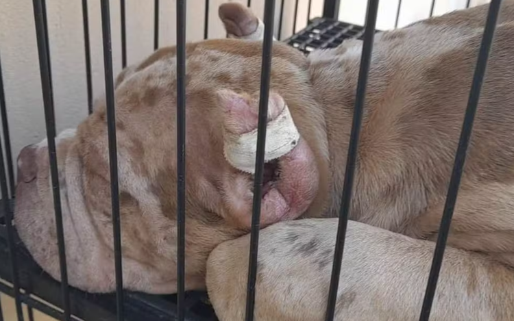 Cachorros foram encontrados com orelhas mutiladas no canil clandestino