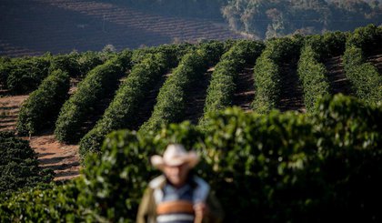 Cafezal (Foto: REUTERS/Roosevelt Cassio) Cafezal (Foto: REUTERS/Roosevelt Cassio)