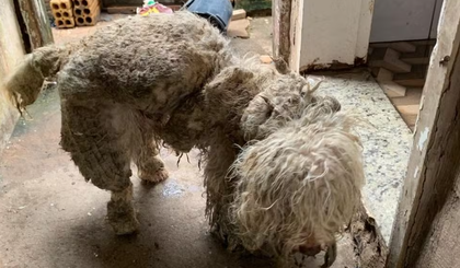 Cão foi encontrado em situação precária, preso em um corredor sem iluminação e sem comida. (Foto: Divulgação/Polícia Civil) Cão foi encontrado em situação precária, preso em um corredor sem iluminação e sem comida. (Foto: Divulgação/Polícia Civil)