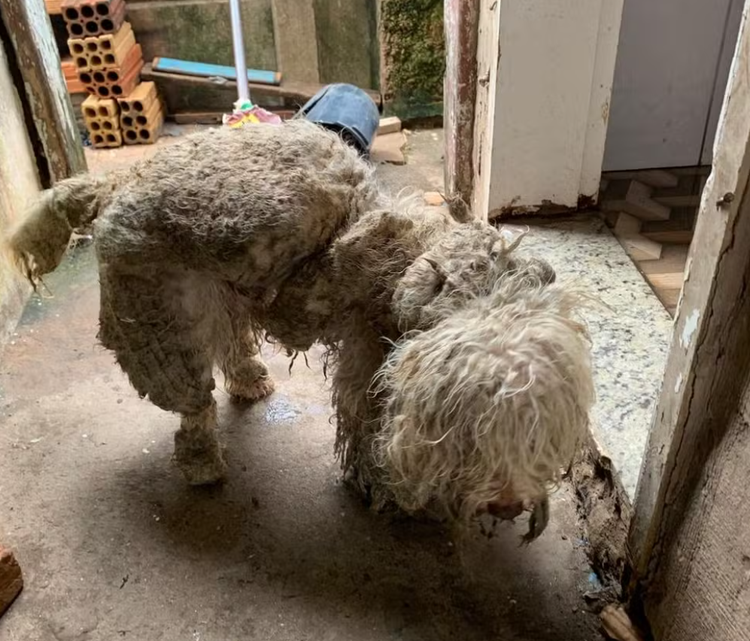 Cão foi encontrado em situação precária, preso em um corredor sem iluminação e sem comida.