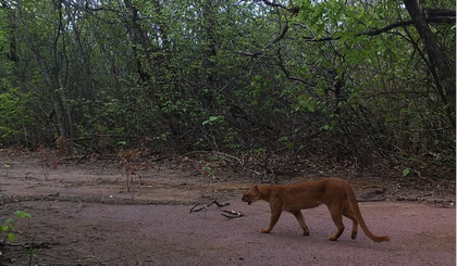 Gato-mourisco, ameaçado de extinção, na Serra da Capivara. (Foto: Divulgação/ICMBio)