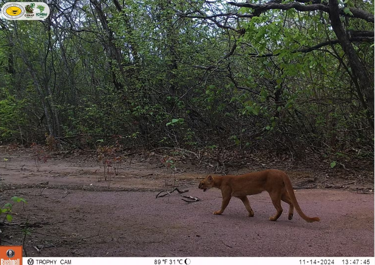 Gato-mourisco, ameaçado de extinção, na Serra da Capivara.
