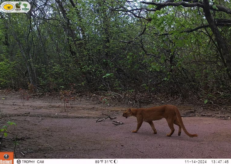 Gato-mourisco, ameaçado de extinção, na Serra da Capivara.