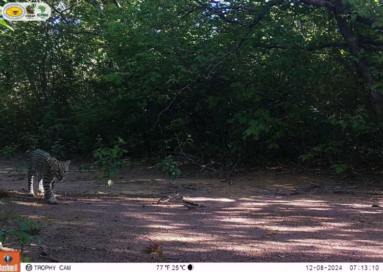 Jaguatirica, na Serra da Capivara.