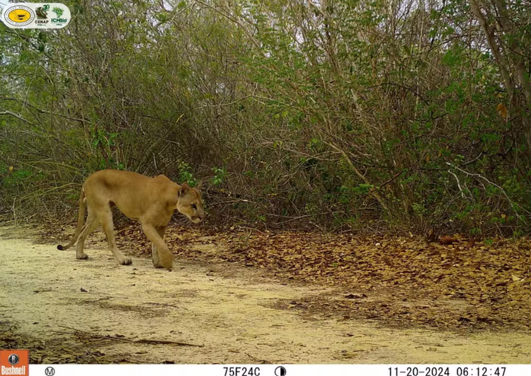 Onça-parda, ameaçada de extinção, na Serra da Capivara.