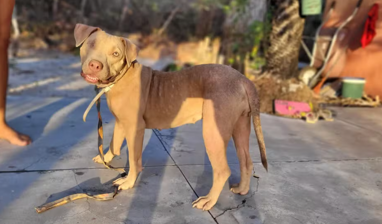 Pitbull furtada em Cajueiro da Praia é resgatada pela polícia em Luís Correia.