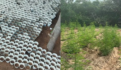 Plantação de maconha foi localizada na cidade de Capitão Gervásio Oliveira. (Foto: Divulgação/Polícia Militar)