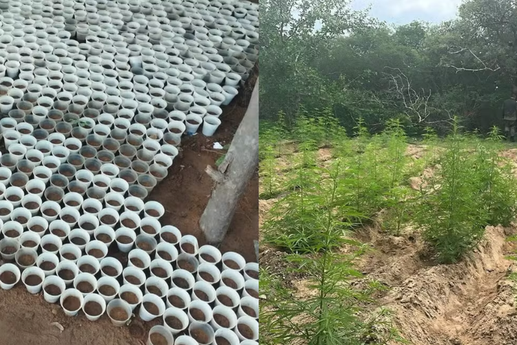 Plantação de maconha foi localizada na cidade de Capitão Gervásio Oliveira.