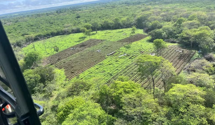Polícia encontra plantação de maconha de 3 hectares em São João da Serra, no Piauí. (Foto: Divulgação/SSP)