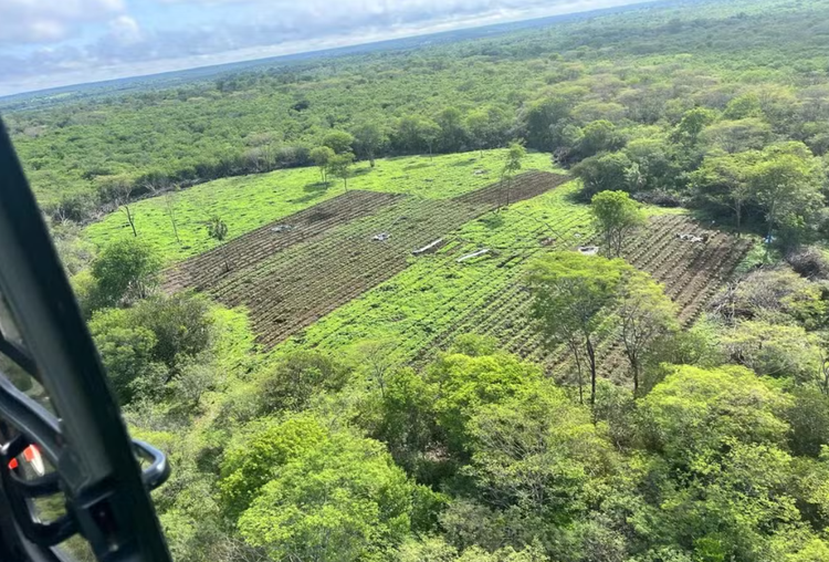 Polícia encontra plantação de maconha de 3 hectares em São João da Serra, no Piauí.