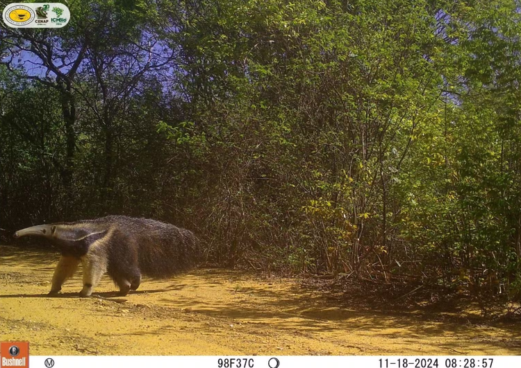 Tamanduá-bandeira, ameaçado de extinção, na Serra da Capivara.