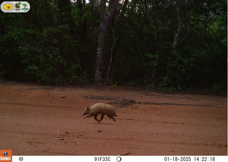 Tatu-bola, ameaçado de extinção, na Serra da Capivara.