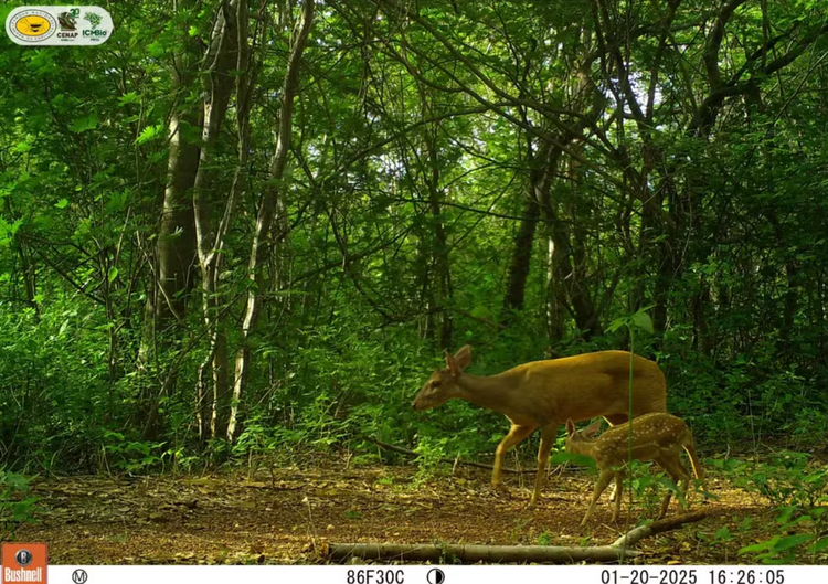 Veado-catingueiro, na Serra da Capivara.
