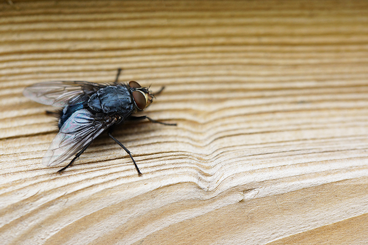 Virose da mosca pode afetar pets; higiene evita contaminação e sintomas.