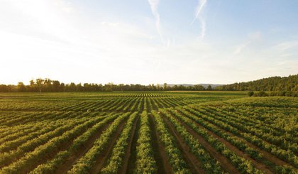 Imagem ilustrativa do setor agropecuário• Dan Meyers/ Unsplash (Foto: • Dan Meyers/ Unsplash) Imagem ilustrativa do setor agropecuário• Dan Meyers/ Unsplash (Foto: • Dan Meyers/ Unsplash)