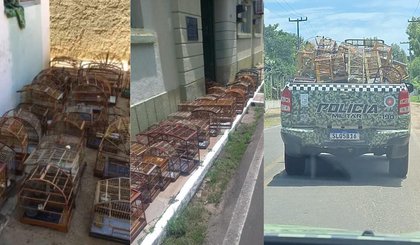 Mais de 50 aves mantidas ilegalmente em cativeiro são resgatadas após denúncia anônima no Piauí (Foto: Reprodução) Mais de 50 aves mantidas ilegalmente em cativeiro são resgatadas após denúncia anônima no Piauí (Foto: Reprodução)