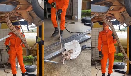 Ocorrências envolvendo resgates de animais silvestres na região variam entre dois e três casos por dia.• Reprodução/CBMEPI (Foto: • Reprodução/CBMEPI)