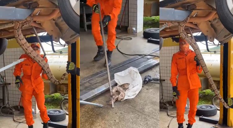 Ocorrências envolvendo resgates de animais silvestres na região variam entre dois e três casos por dia.• Reprodução/CBMEPI