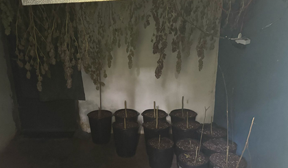 Operação Denarc apreende drogas e prende advogado com estufas de maconha (Foto: Ascom/Denarc) Operação Denarc apreende drogas e prende advogado com estufas de maconha (Foto: Ascom/Denarc)