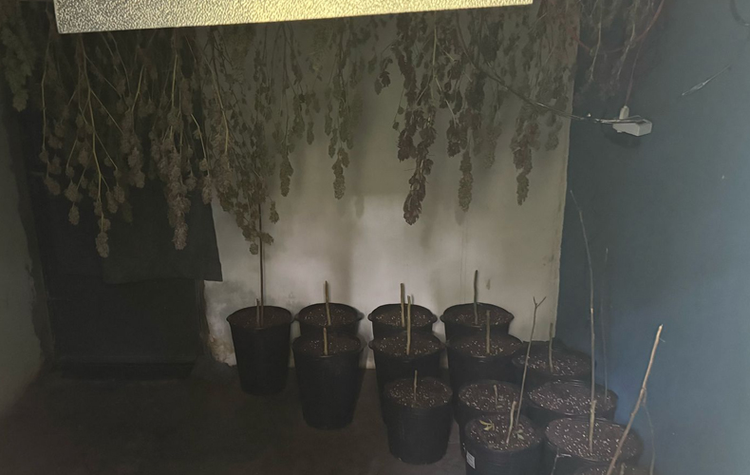 Operação Denarc apreende drogas e prende advogado com estufas de maconha