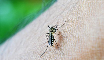 Piauí confirma a primeira morte por dengue em 2025 (Foto: Pixabay / Reprodução) Piauí confirma a primeira morte por dengue em 2025 (Foto: Pixabay / Reprodução)
