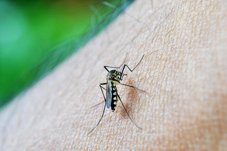 Piauí confirma a primeira morte por dengue em 2025