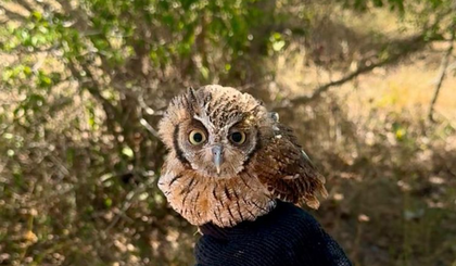 Programa Estadual de Proteção à Fauna Silvestre é instituído no Piauí. (Foto: Divulgação/Governo do Piauí)