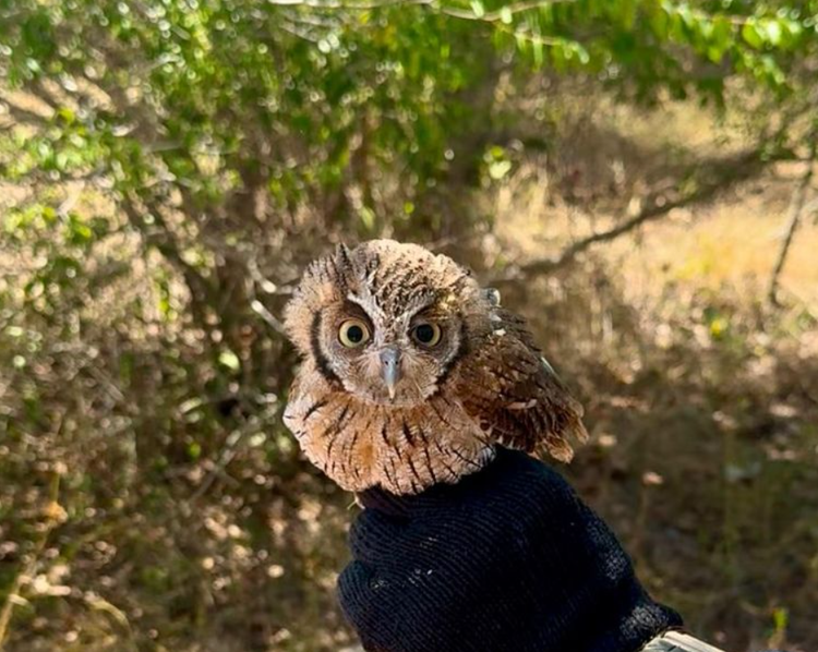 Programa Estadual de Proteção à Fauna Silvestre é instituído no Piauí.
