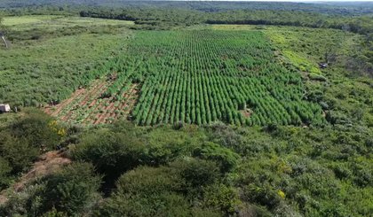 Roça de maconha de 3 hectares é encontrada em terreno de ex-prefeito do Piauí (Foto: Divulgação/SSP-PI)