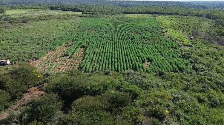 Roça de maconha de 3 hectares é encontrada em terreno de ex-prefeito do Piauí