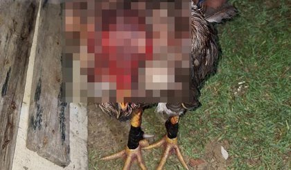 Seis pessoas são presas e 12 animais regatados após polícia desarticular rinha de galo no litoral do Piauí (Foto: Reprodução) Seis pessoas são presas e 12 animais regatados após polícia desarticular rinha de galo no litoral do Piauí (Foto: Reprodução)