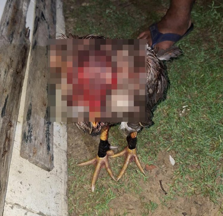 Seis pessoas são presas e 12 animais regatados após polícia desarticular rinha de galo no litoral do Piauí