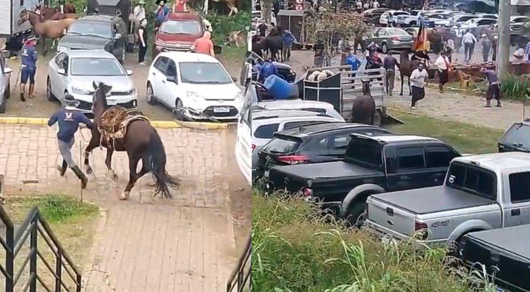 Enxame atacou participantes de cavalgada no Rio Grande do Sul• Reprodução